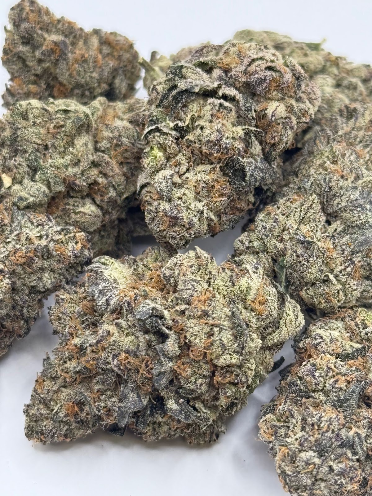 Jealousy — wholesale hybrid flower