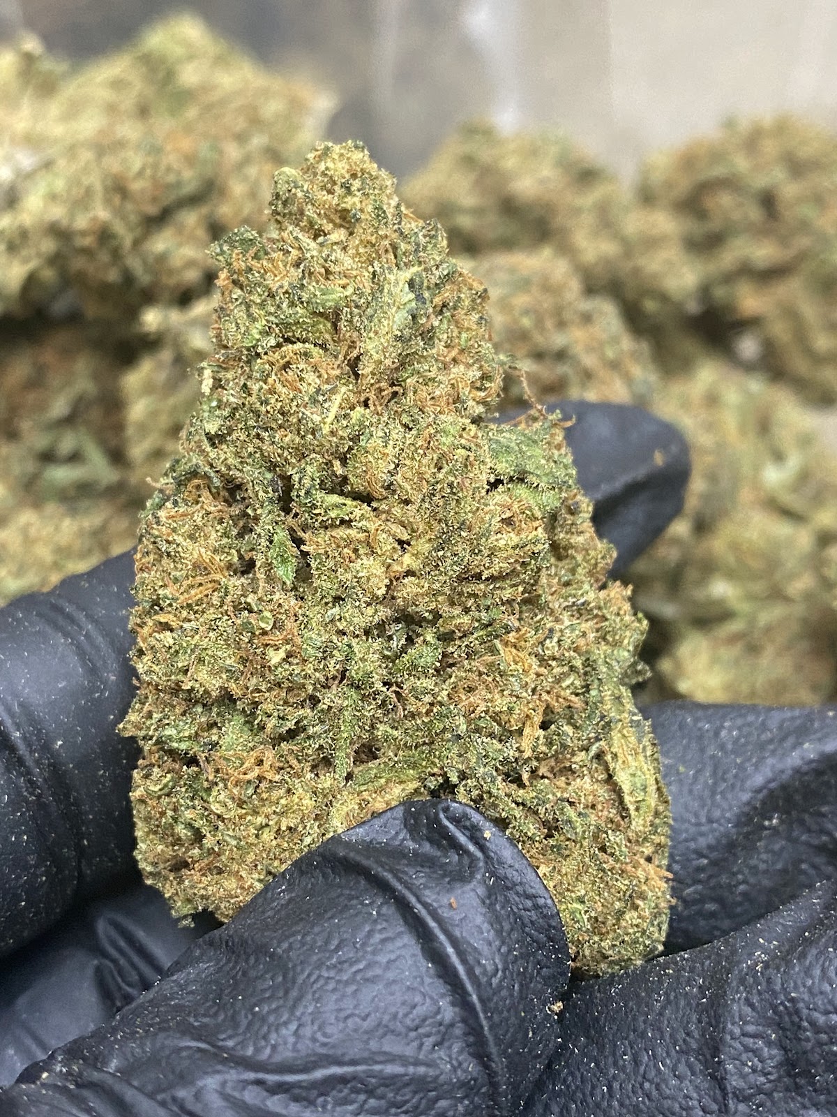 LIFTER — wholesale hybrid flower