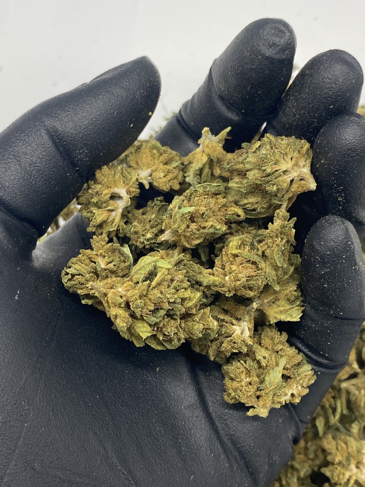 HENRY TSU — wholesale hybrid flower