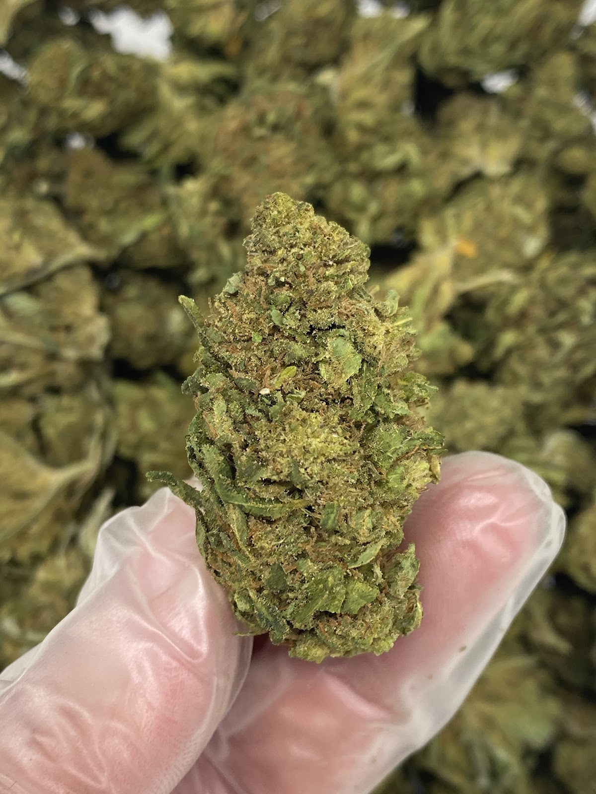 LIFTER — wholesale hybrid flower