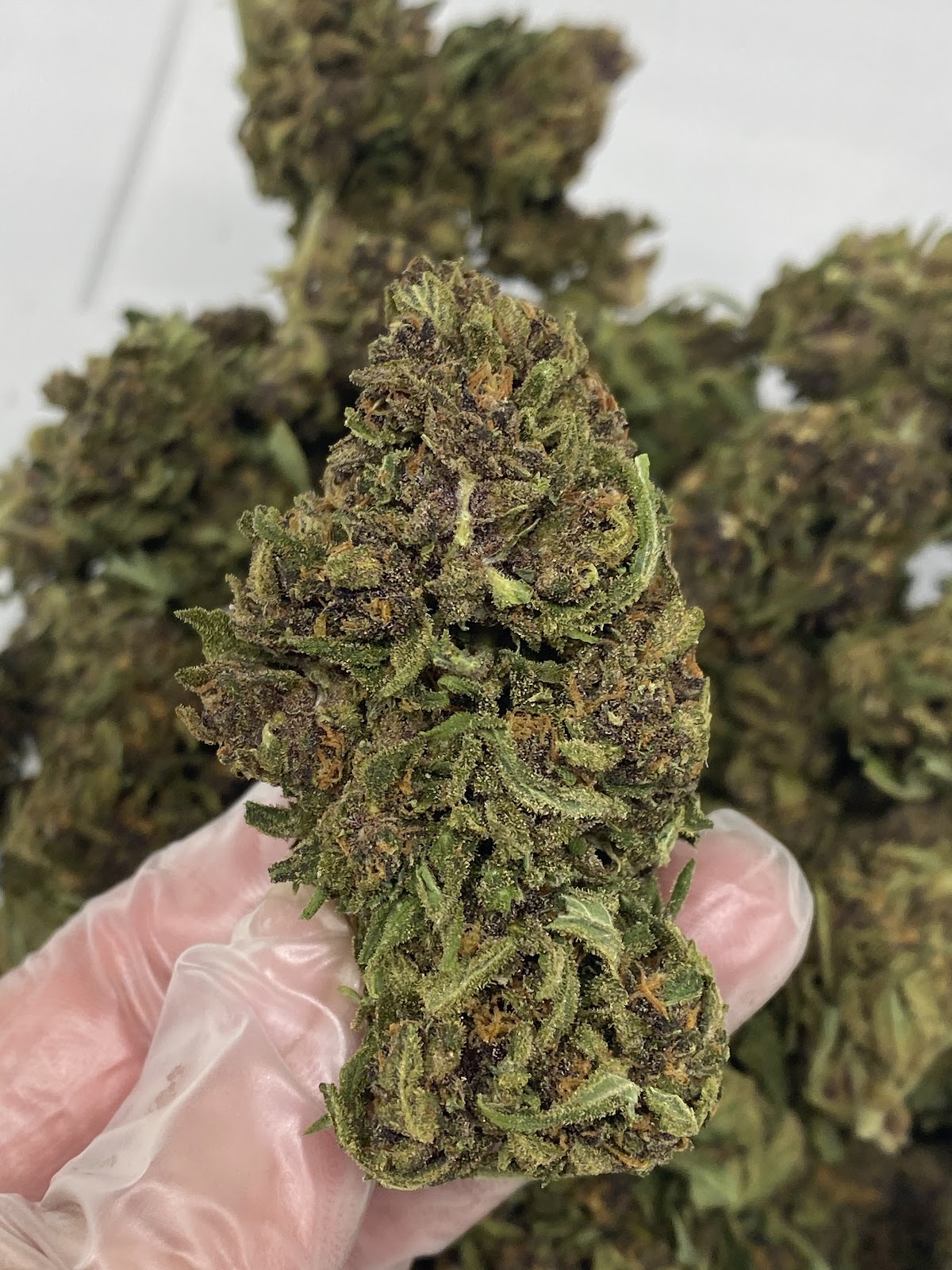 FRUITY PEBBLES — wholesale hybrid flower