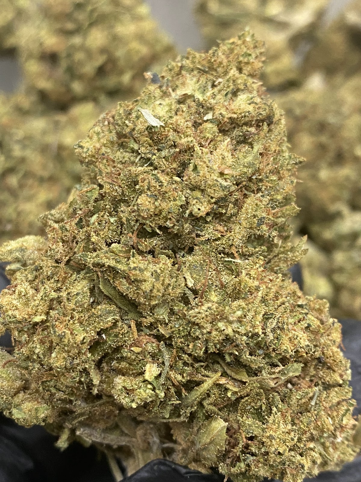 CAKE — wholesale hybrid flower