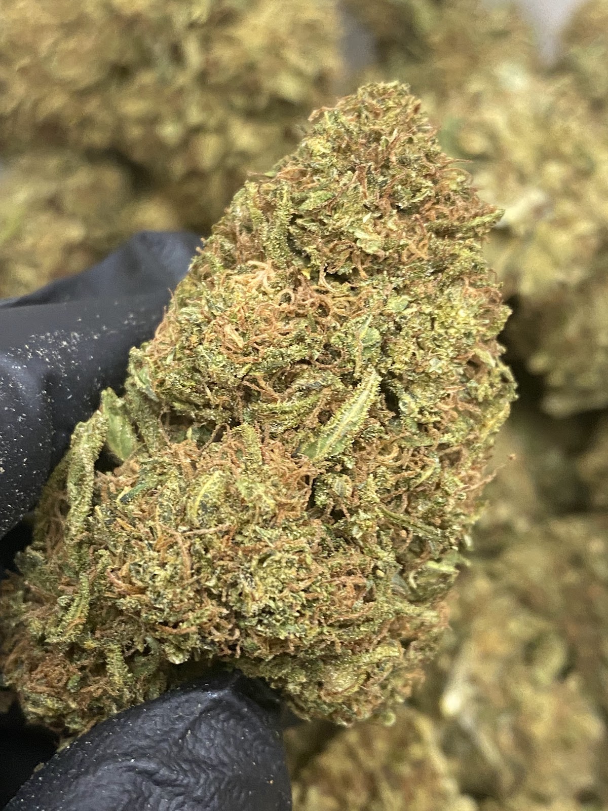 SOUR SUVER — wholesale hybrid flower