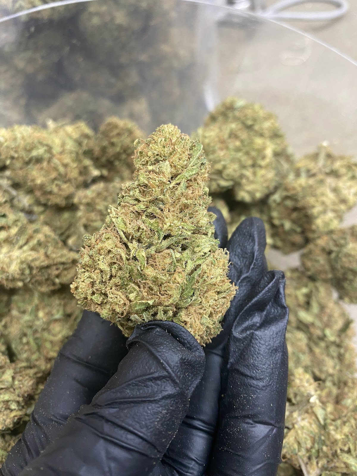 SOUR CHEM — wholesale hybrid flower