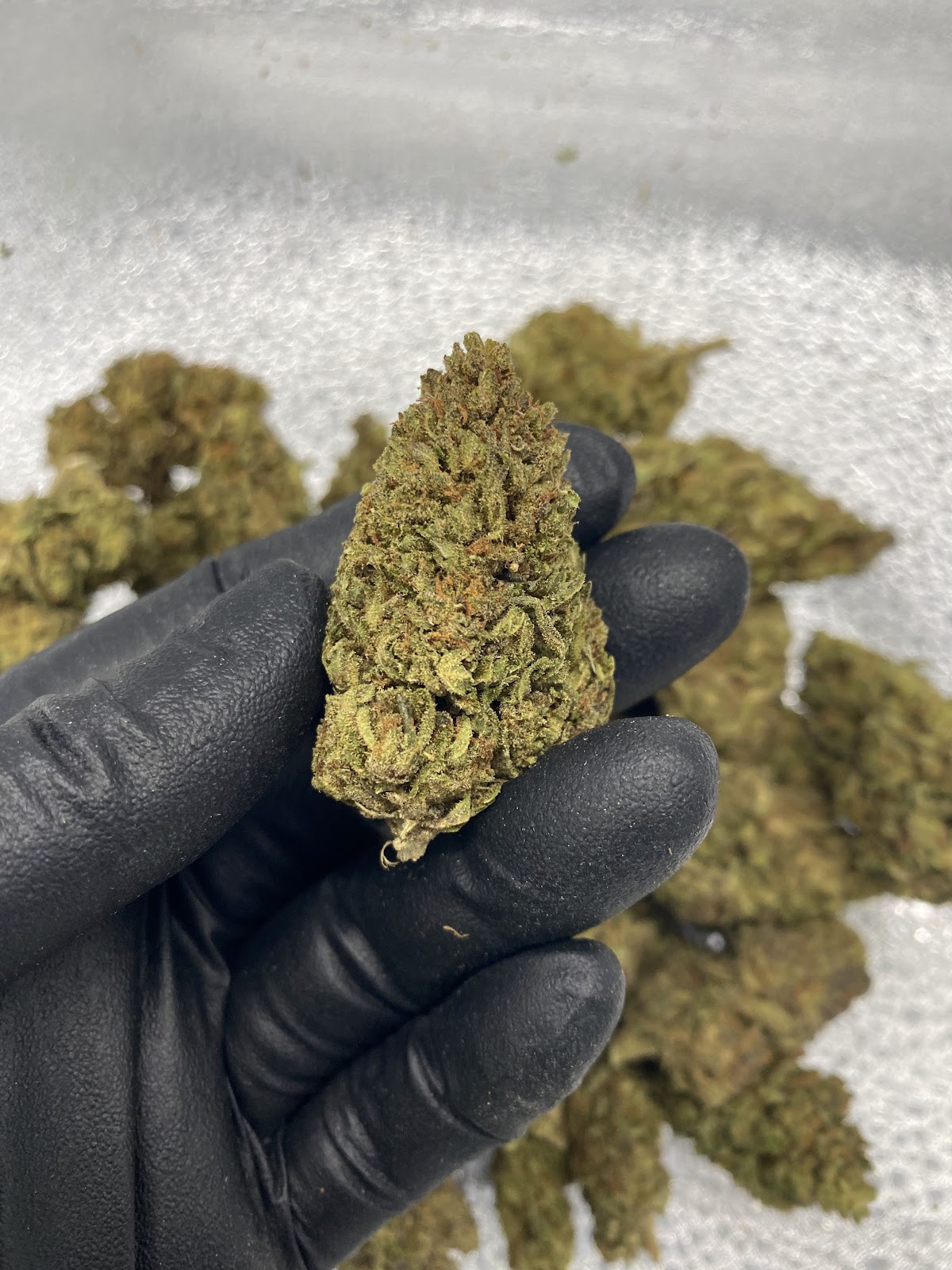 ERASER — wholesale hybrid flower