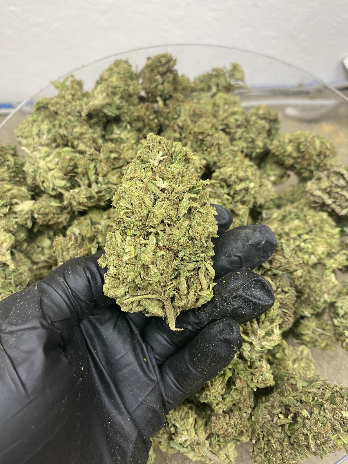 HAWAIIAN HAZE — wholesale hybrid flower