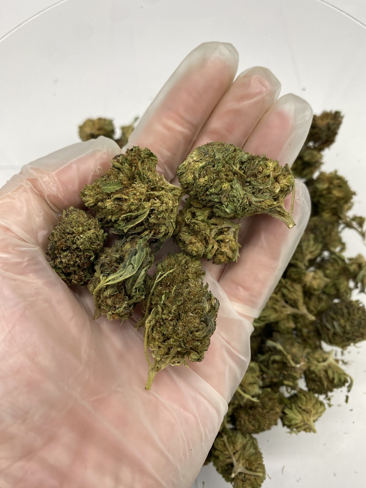 BUBBA KUSH 59 — wholesale hybrid flower