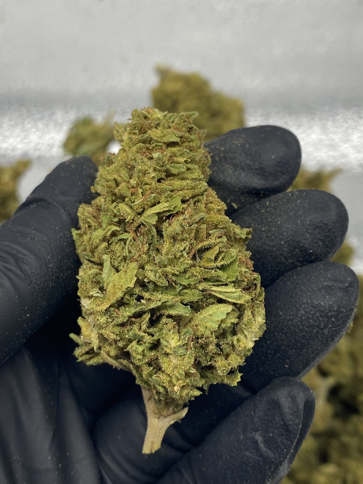 EARLY TRUMP — wholesale hybrid flower