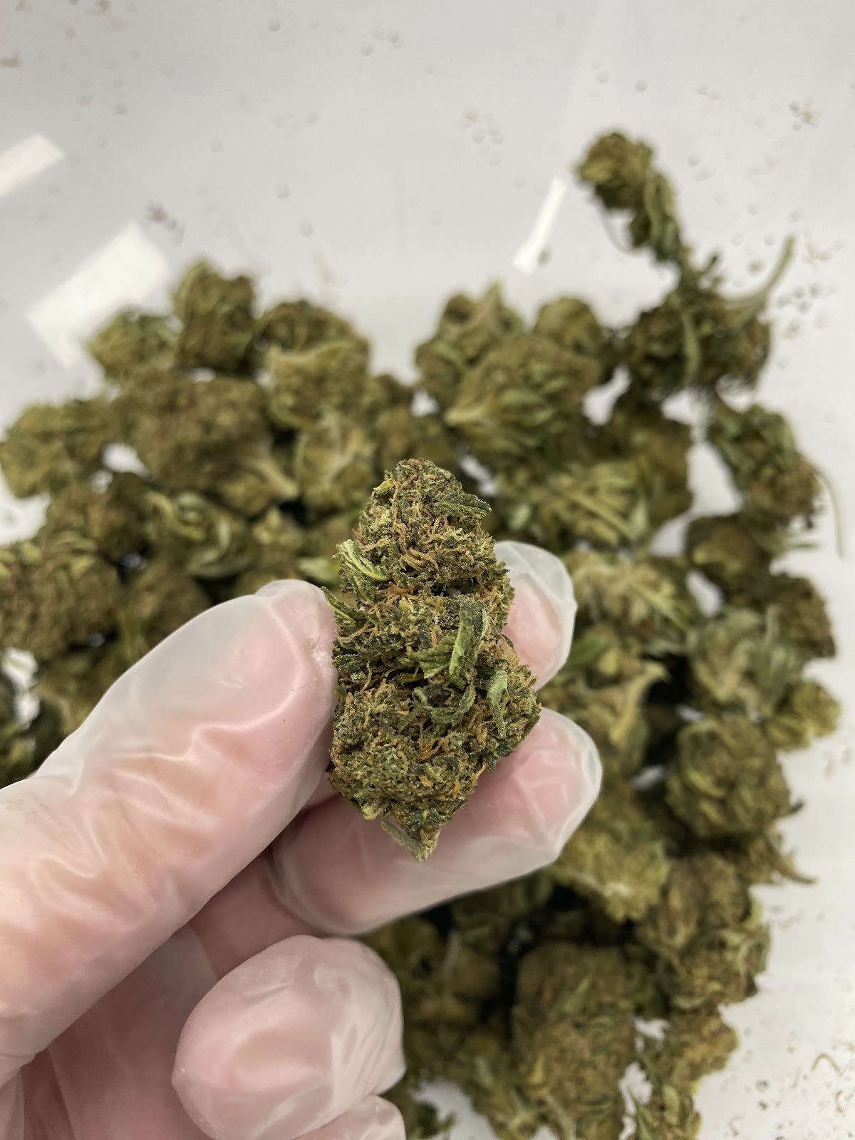 HABIBI 3 — wholesale hybrid flower