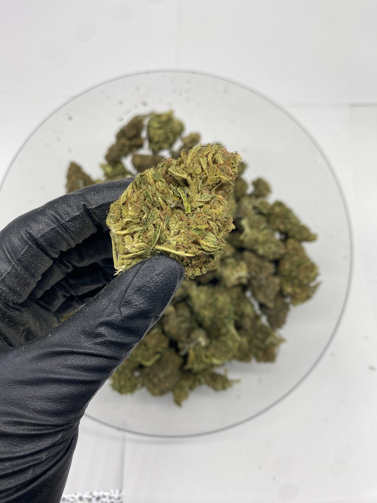 CAKEBERRY — wholesale hybrid flower