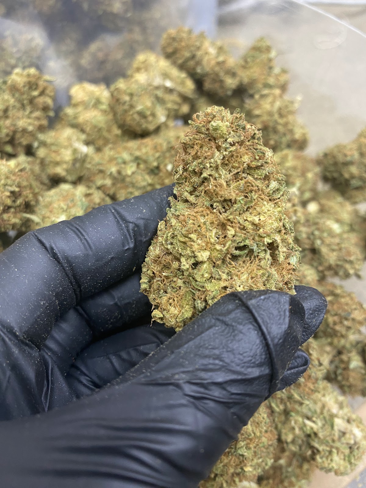 SOUR BRULEE — wholesale hybrid flower