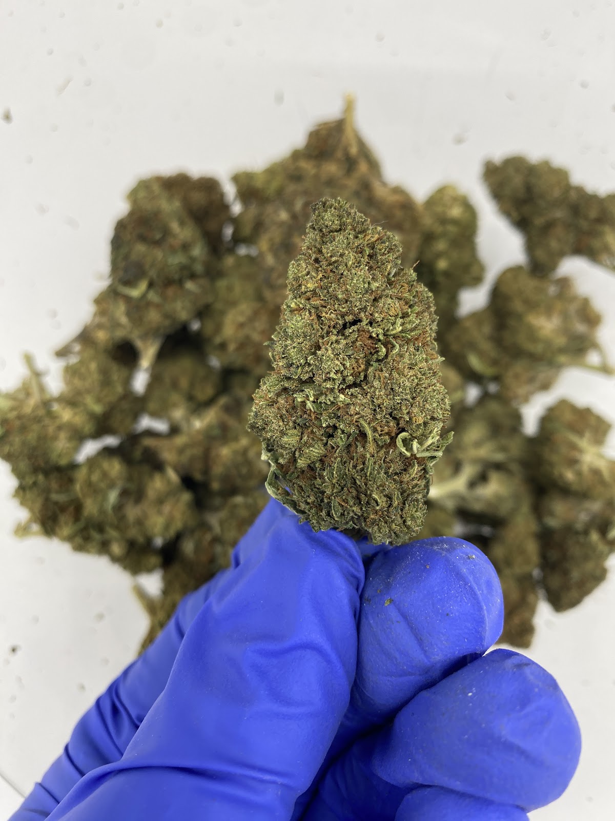 LEMON OCTANE — wholesale hybrid flower