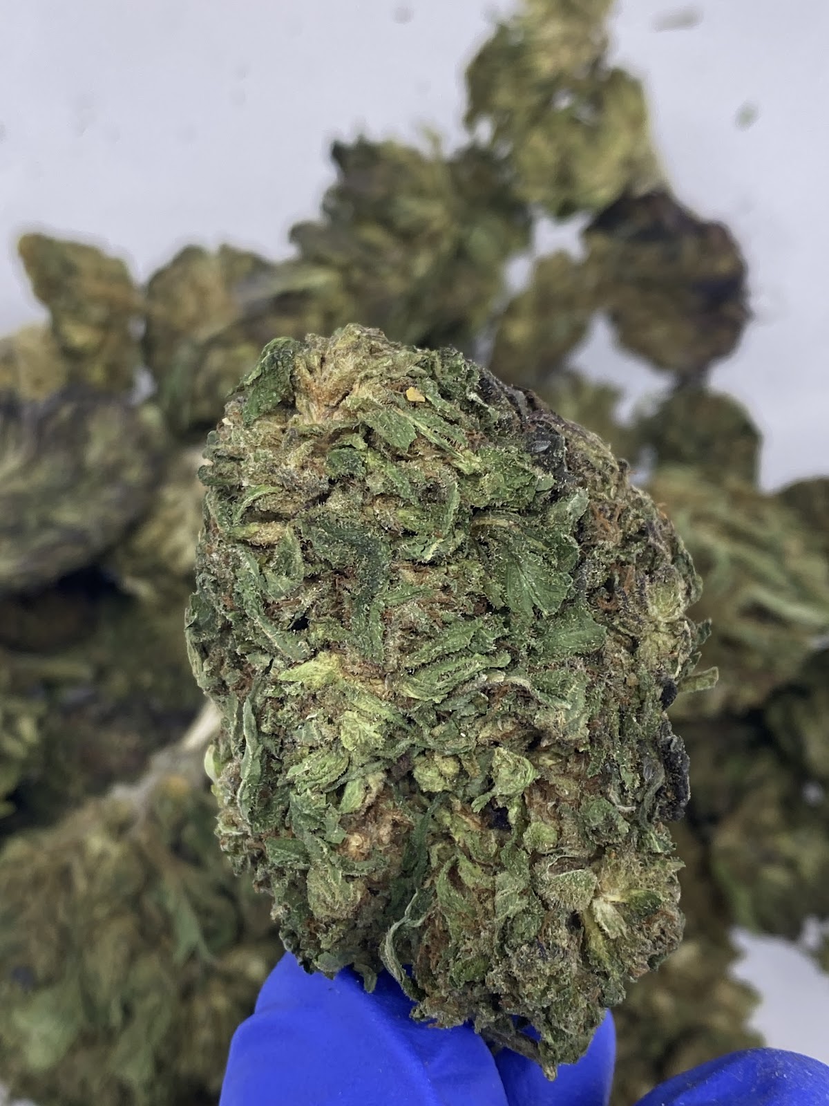 REMEDY — wholesale hybrid flower