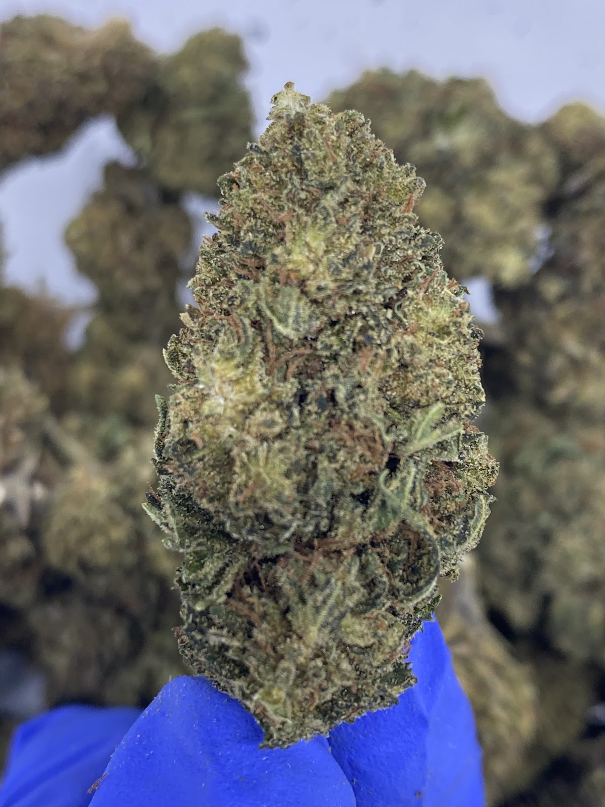 ROYAL OG — wholesale hybrid flower