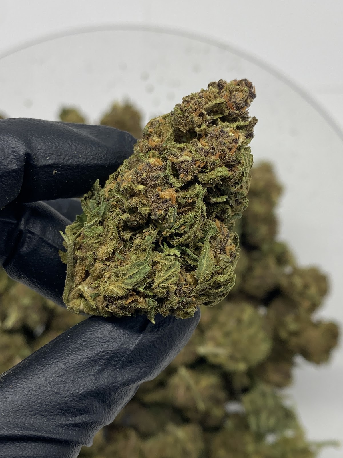 FRUITY PEBBLES — wholesale hybrid flower