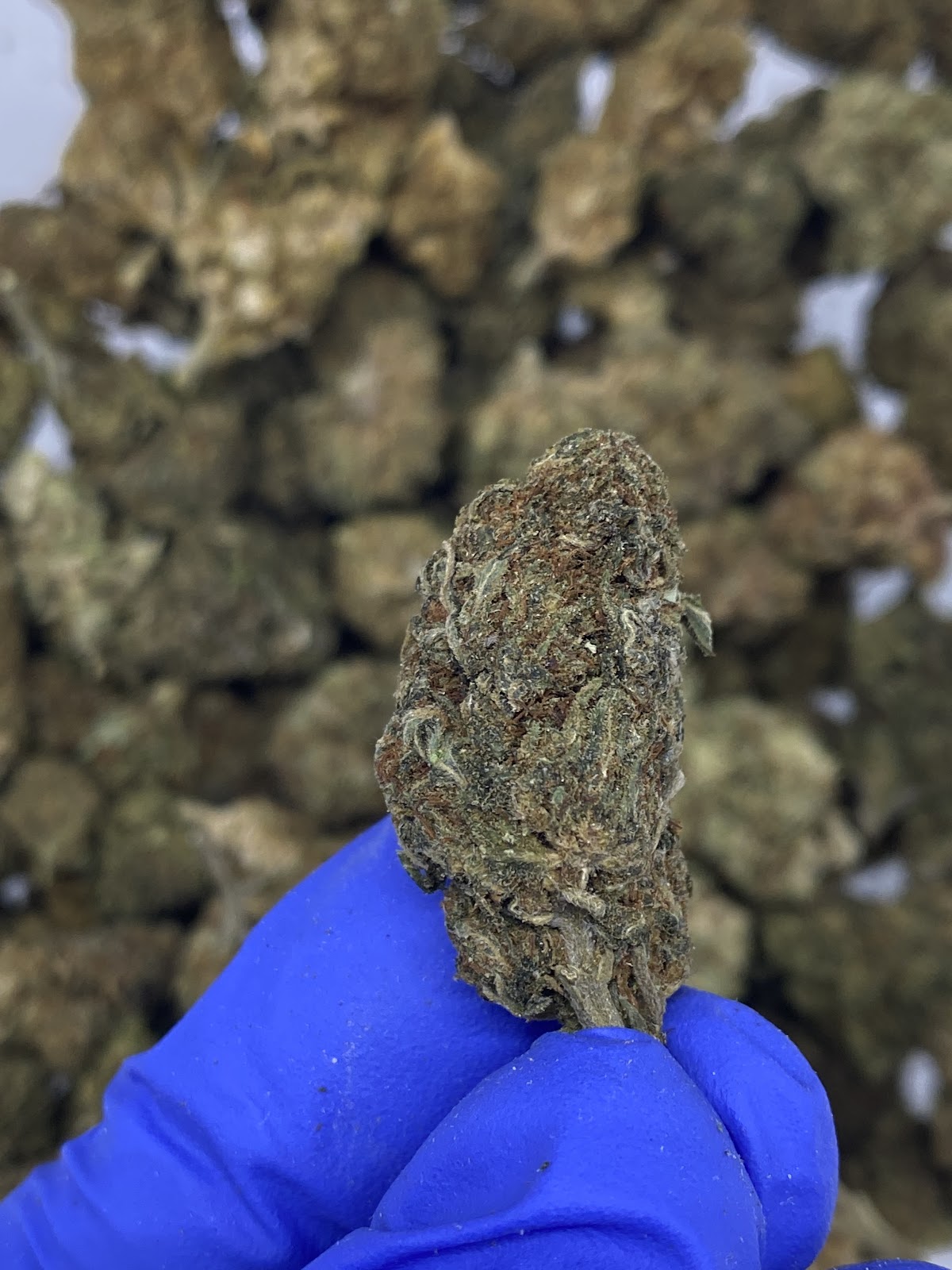 CHEMBERRY — wholesale hybrid flower