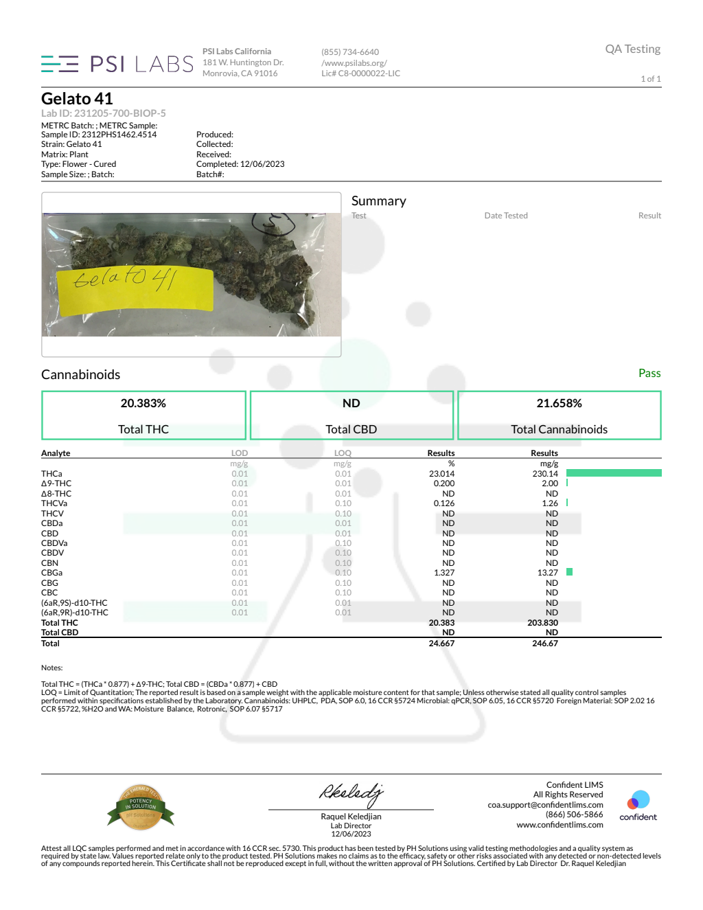 GELATO 41 — wholesale hybrid flower