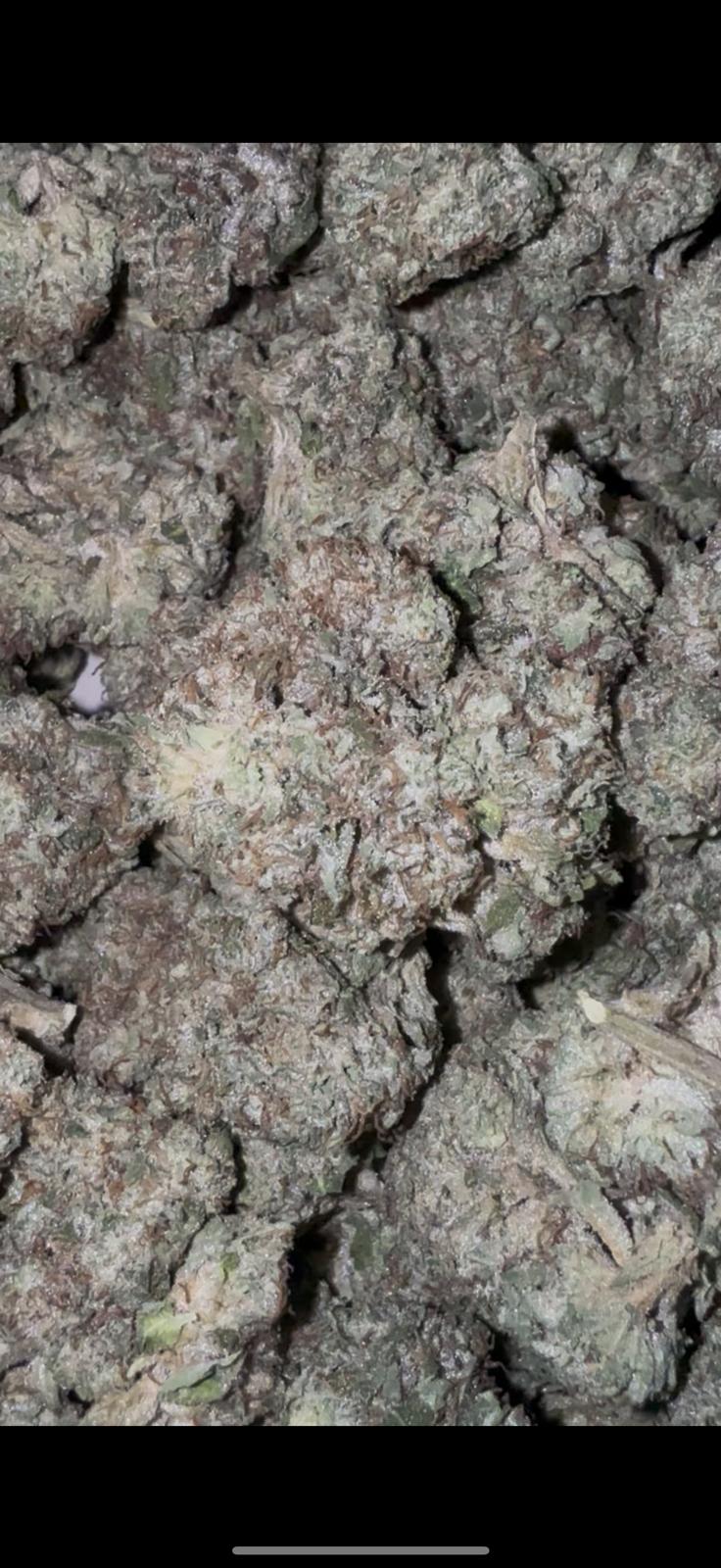 GELATO KING — wholesale hybrid flower