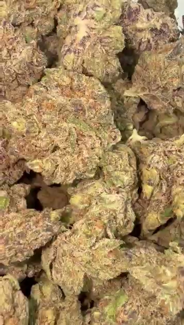 GREASE MONKEY RUNTZ — wholesale hybrid flower