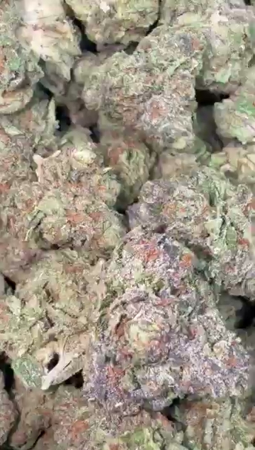 BACIO GELATO — wholesale hybrid flower