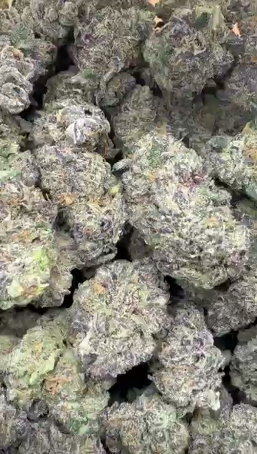 PURPLE RUNTZ — wholesale hybrid flower