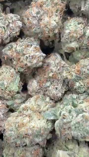 ZTOPIA — wholesale hybrid flower