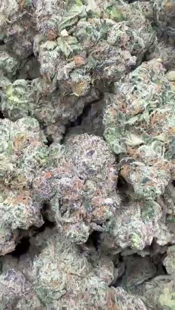 CHERRY RUNTZ — wholesale hybrid flower