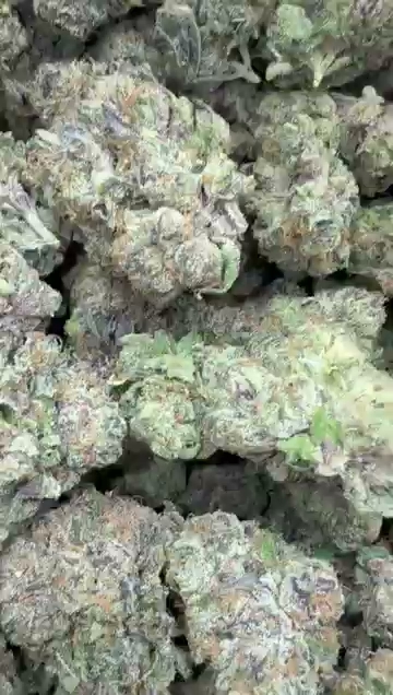 BLUE ANDEEZ — wholesale hybrid flower
