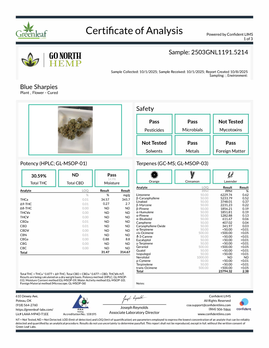 Blue Sharpiez — wholesale hybrid flower