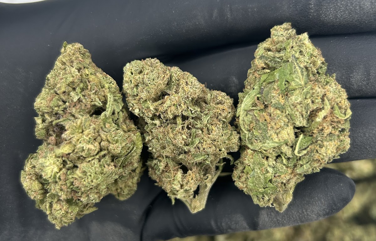 Banana Punch — wholesale hybrid flower