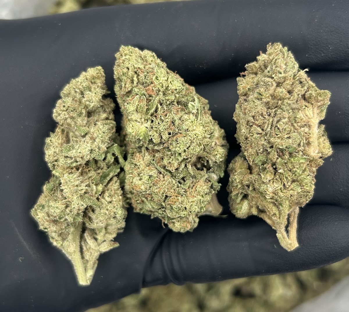Black Mamba — wholesale indica flower