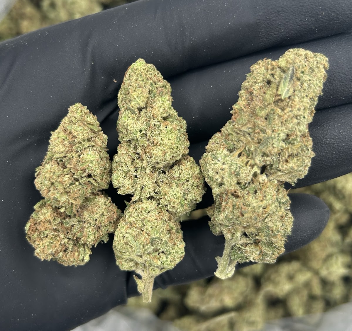 Truffle — wholesale indica flower