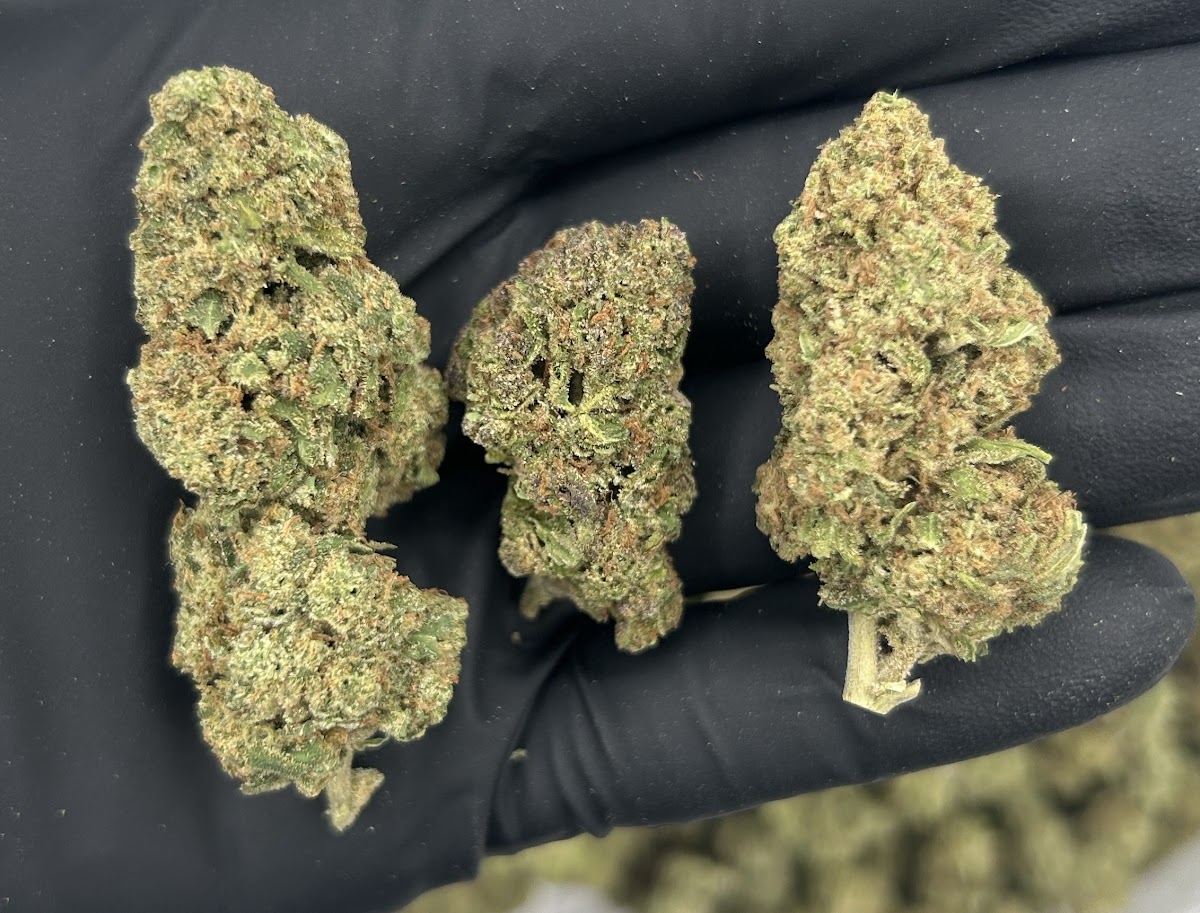 Vanilla Cream — wholesale hybrid flower