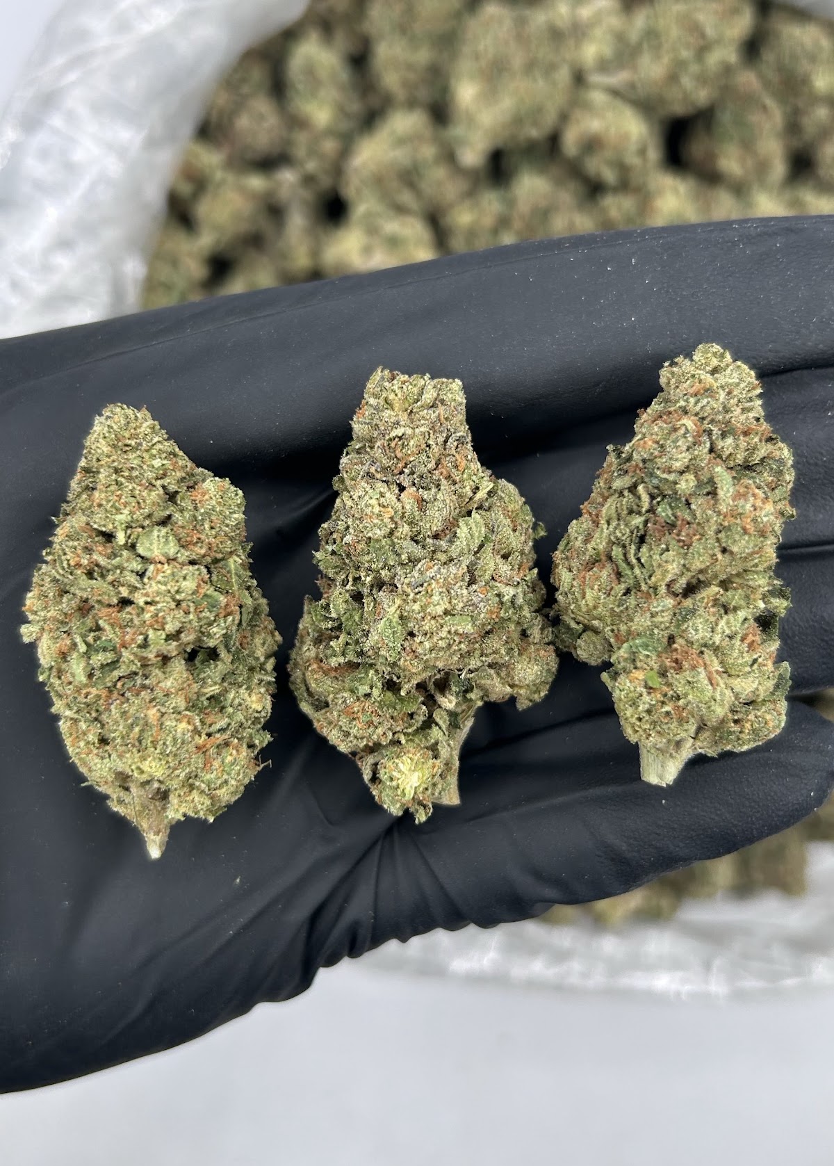 Medellin — wholesale hybrid flower