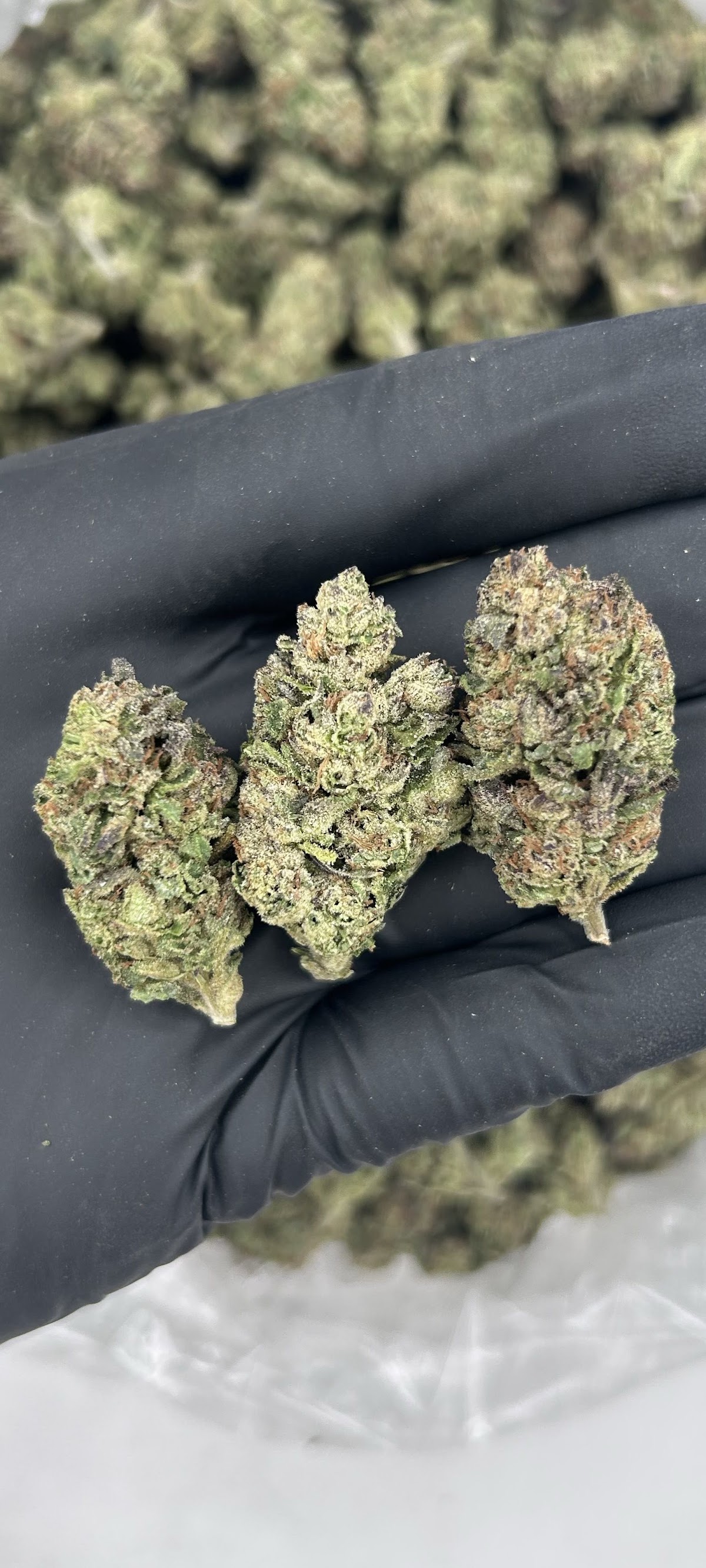 Blue Andeze — wholesale hybrid flower