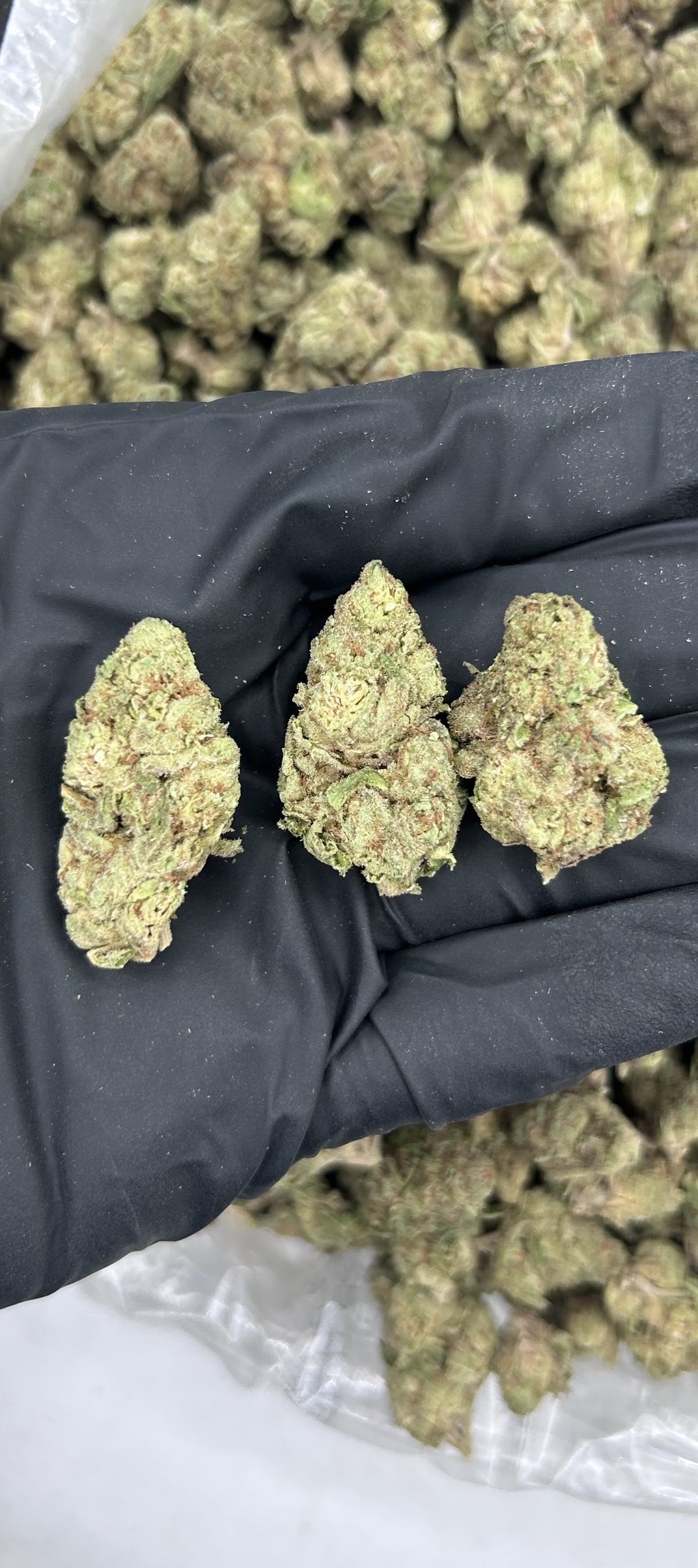Menthol OG — wholesale indica flower