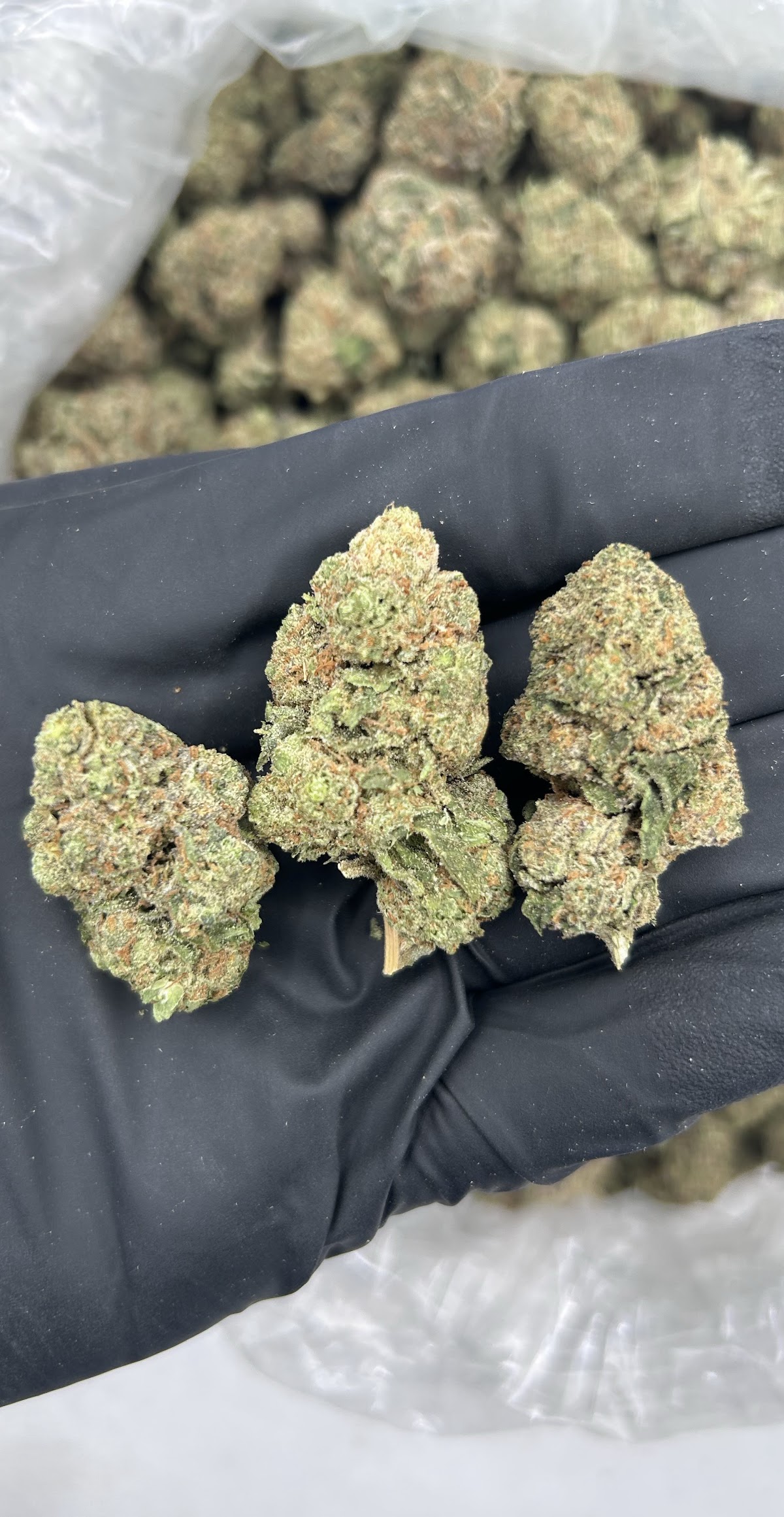 Pave — wholesale hybrid flower