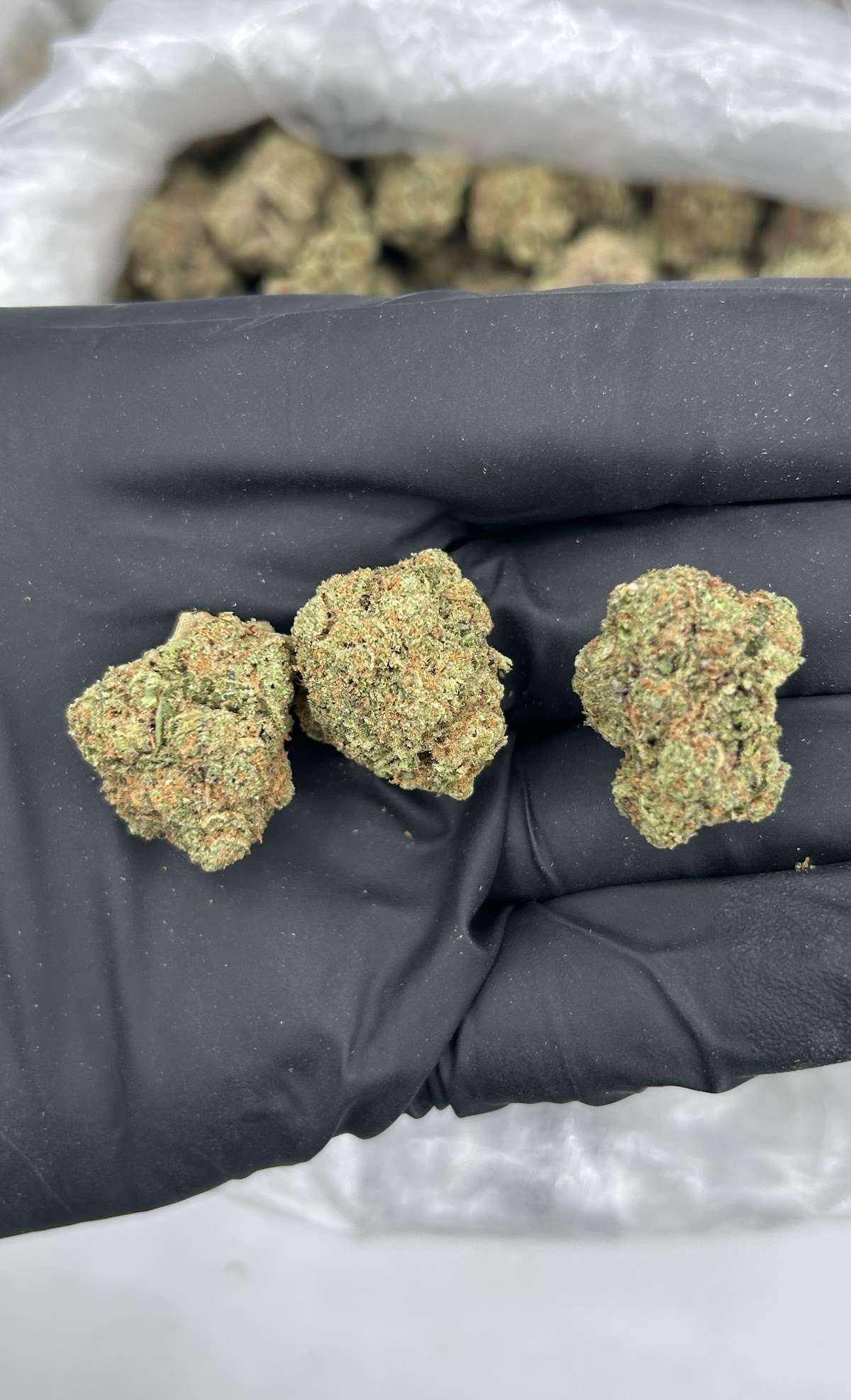 Gary Payton — wholesale hybrid flower