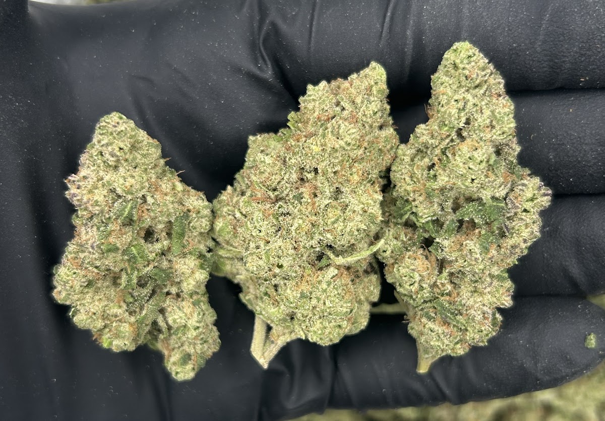 Lemon Cream — wholesale sativa flower