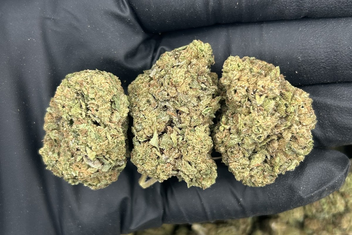 G33 — wholesale hybrid flower