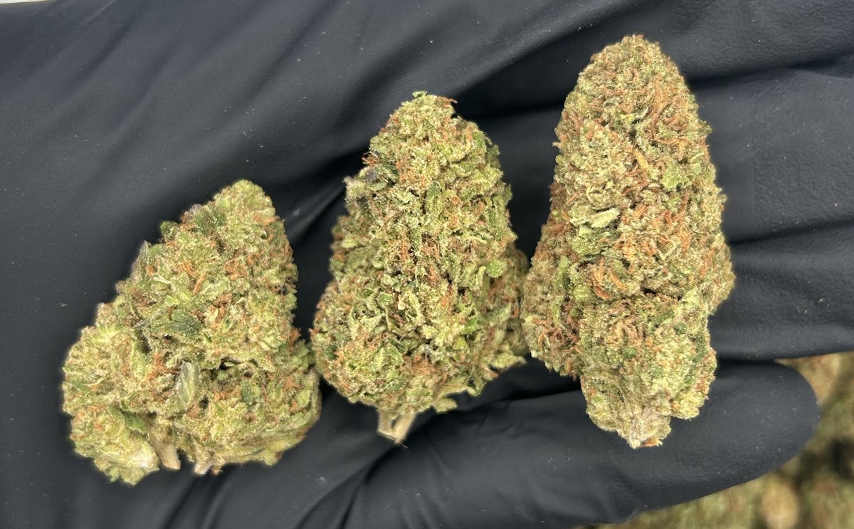 Monster Cookies — wholesale indica edible