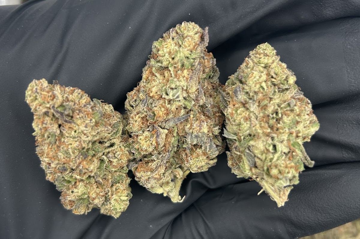 Tropical Cookies — wholesale sativa edible