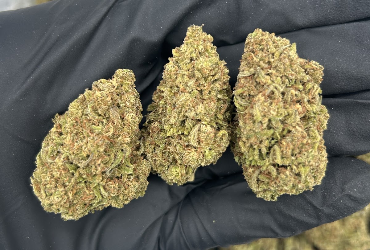 Lavender Jack — wholesale hybrid flower
