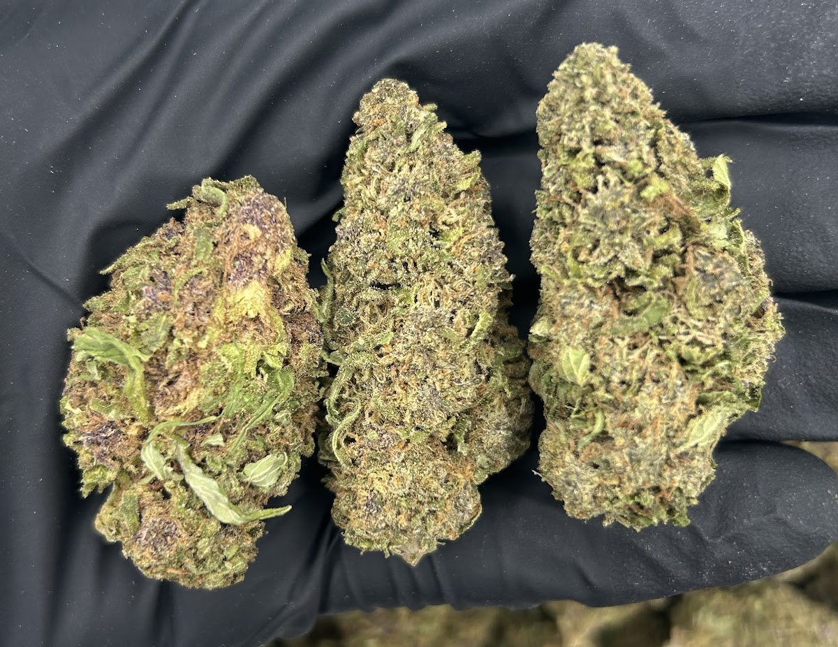 Blackberry — wholesale hybrid flower