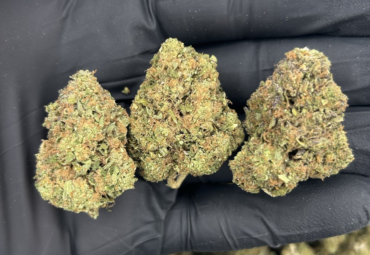 Sunset Sherbet — wholesale indica flower