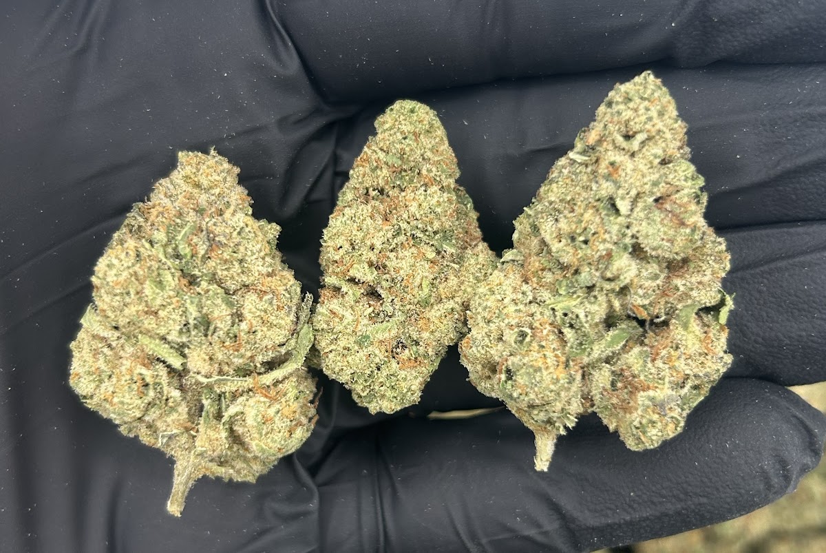 Blue Hawaiian — wholesale sativa flower