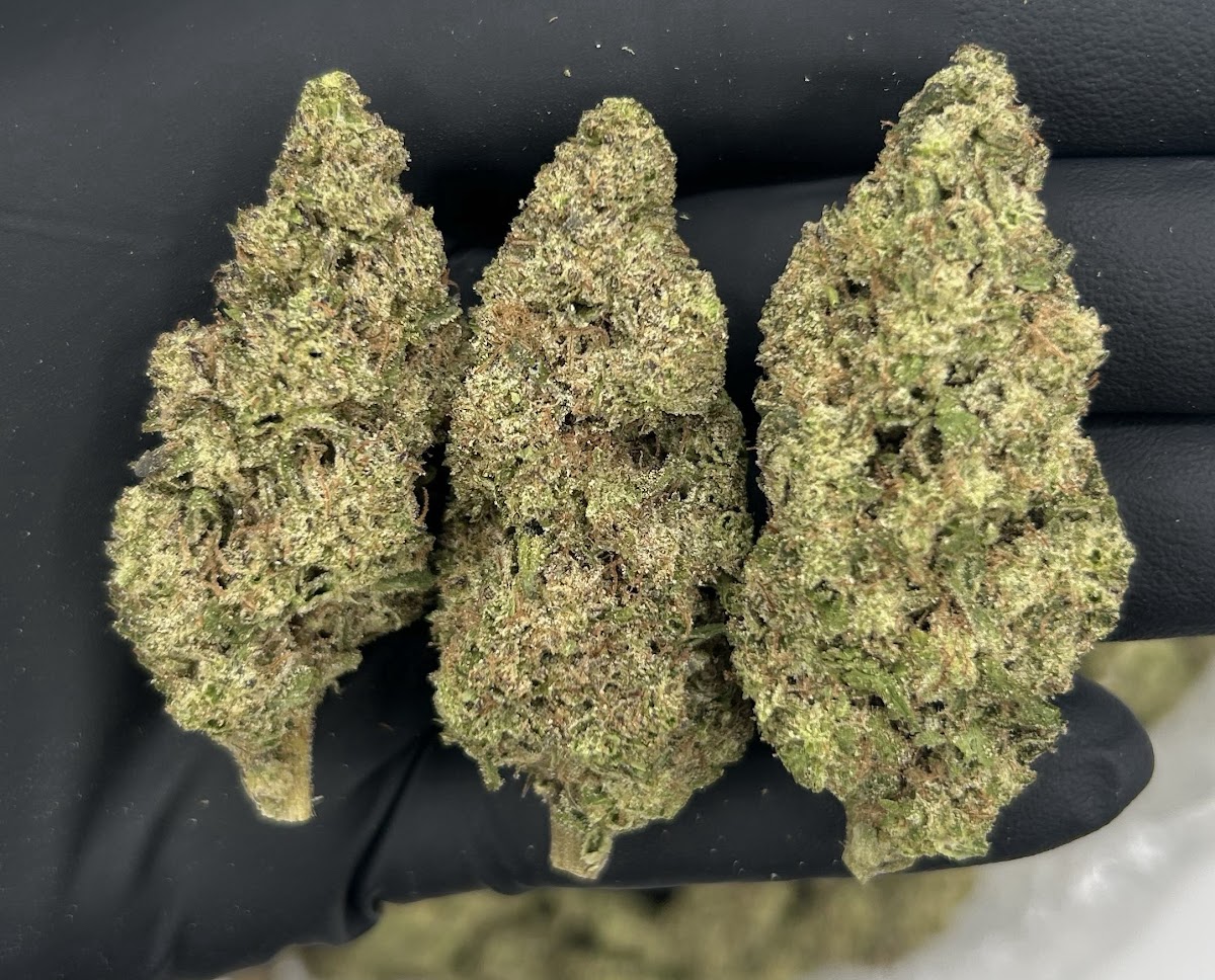 Hashburger — wholesale hybrid concentrate
