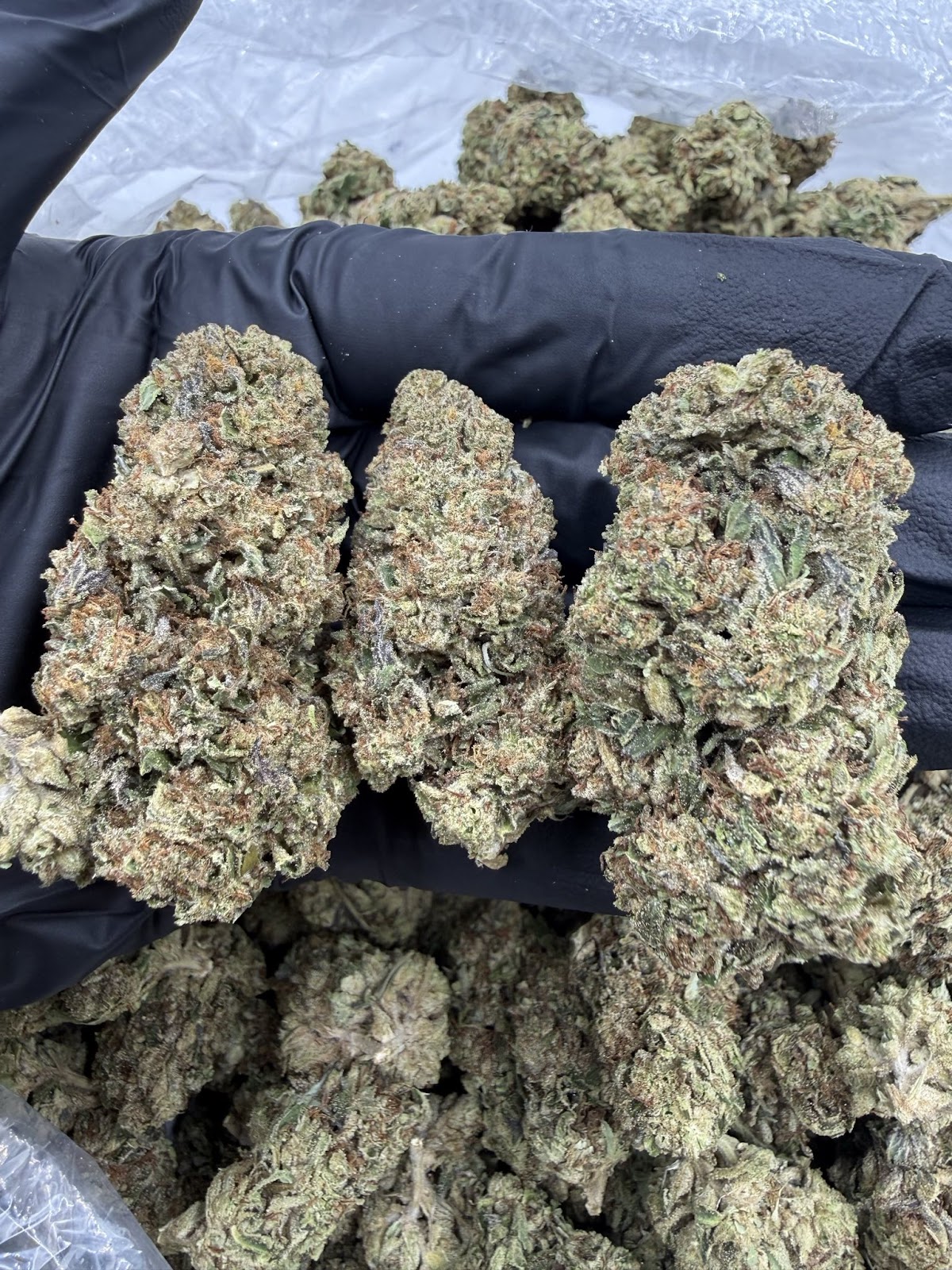 Blueberry Skittlez — wholesale sativa flower