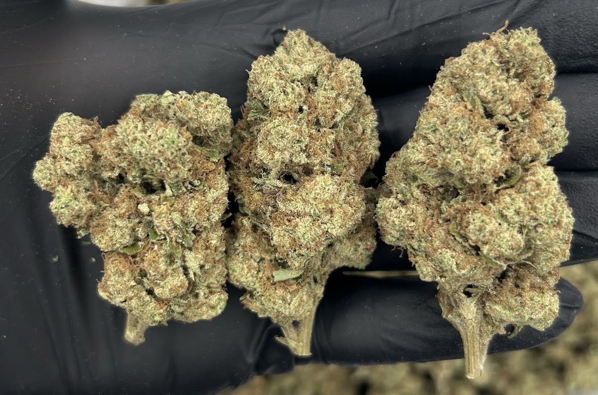 Blueberry Muffin — wholesale indica flower