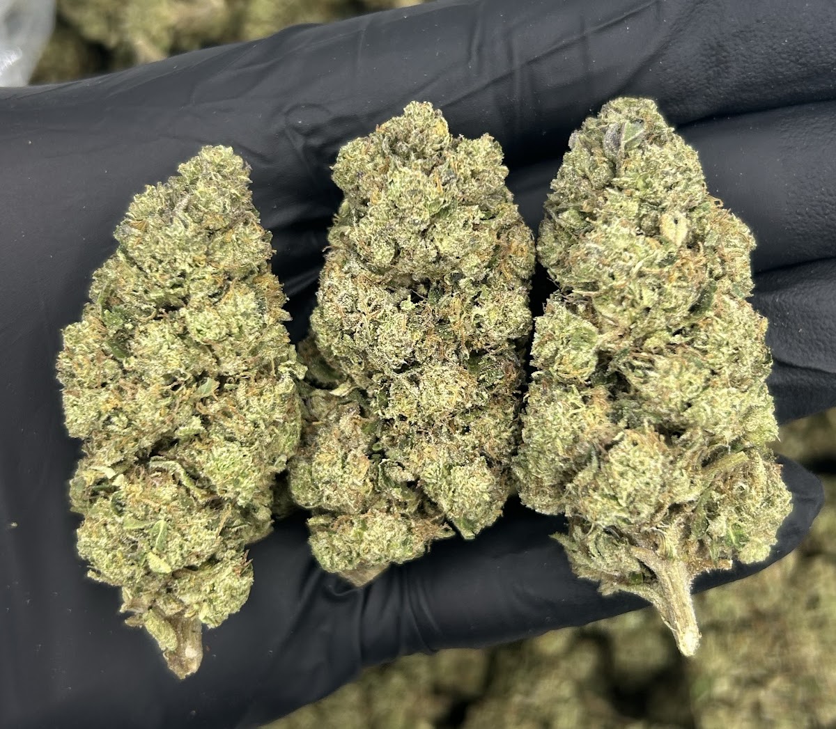 Sherblato — wholesale hybrid flower